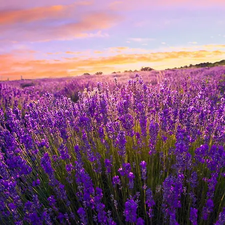 In - Balaton 54662 Замарди