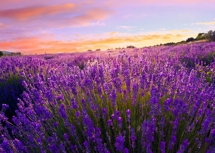 In - Balaton 54662 Zamárdi